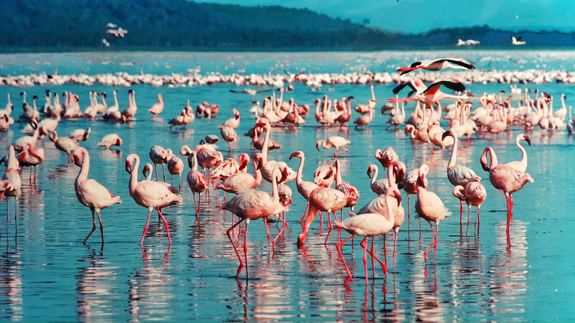 Flamant-rose