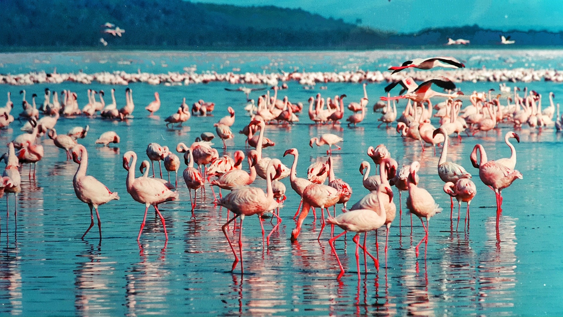 Des vacances en camargue