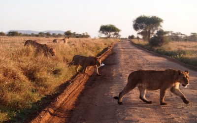 Un voyage en Tanzanie, un moyen de se rapprocher de la nature.